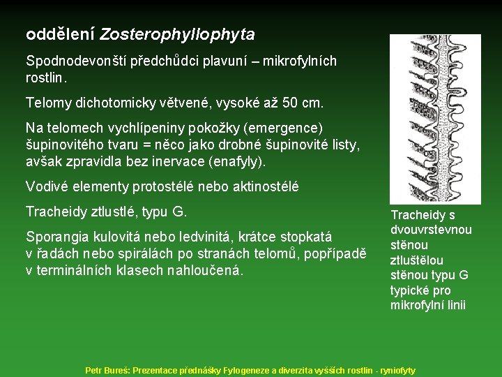 oddělení Zosterophyllophyta Spodnodevonští předchůdci plavuní – mikrofylních rostlin. Telomy dichotomicky větvené, vysoké až 50