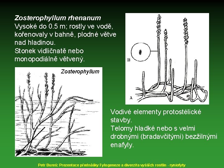 Zosterophyllum rhenanum Vysoké do 0. 5 m; rostly ve vodě, kořenovaly v bahně, plodné