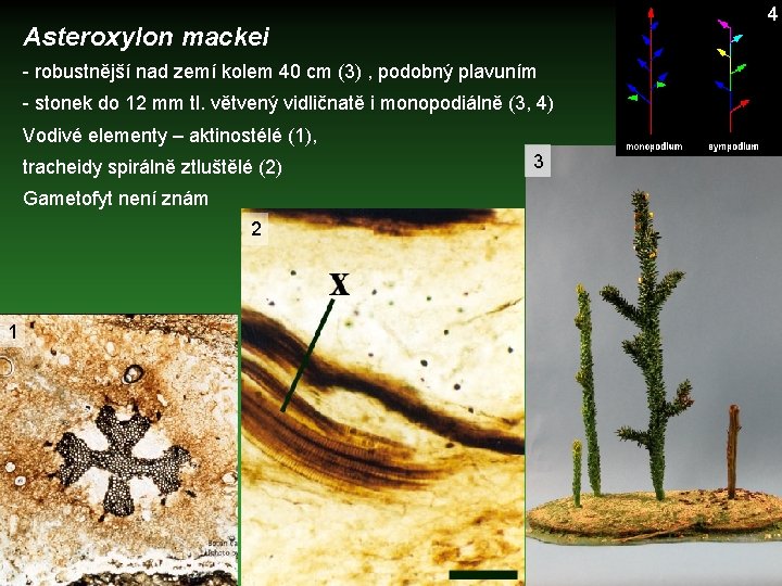 4 Asteroxylon mackei - robustnější nad zemí kolem 40 cm (3) , podobný plavuním