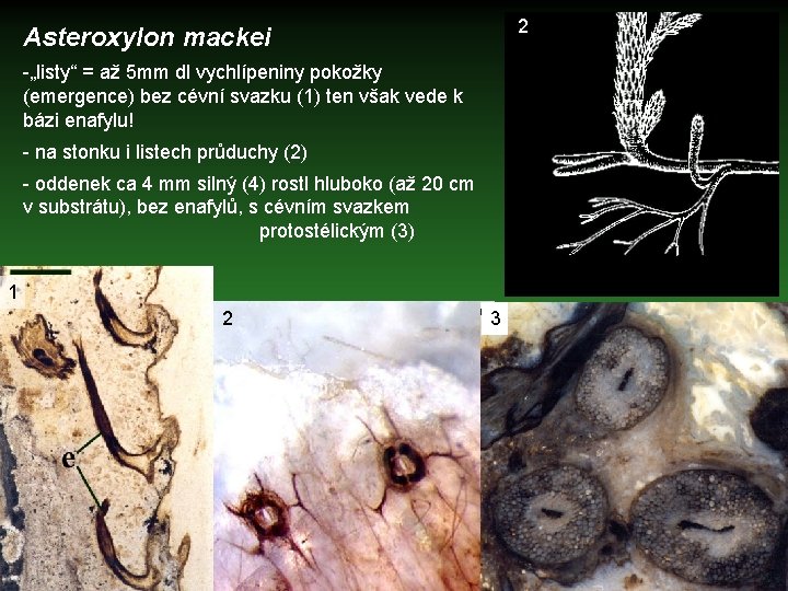 2 Asteroxylon mackei -„listy“ = až 5 mm dl vychlípeniny pokožky (emergence) bez cévní
