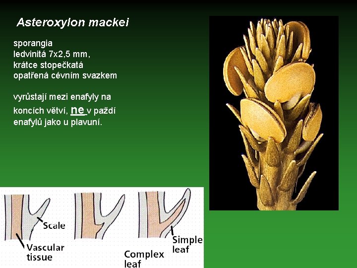 Asteroxylon mackei sporangia ledvinitá 7 x 2, 5 mm, krátce stopečkatá opatřená cévním svazkem