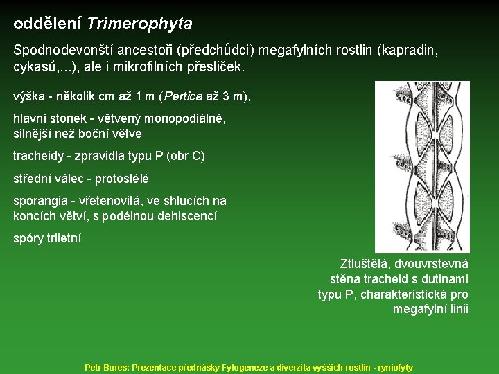 oddělení Trimerophyta Spodnodevonští ancestoři (předchůdci) megafylních rostlin (kapradin, cykasů, . . . ), ale