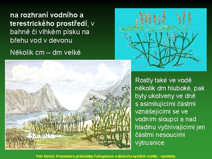 na rozhraní vodního a terestrického prostředí, v bahně či vlhkém písku na břehu vod