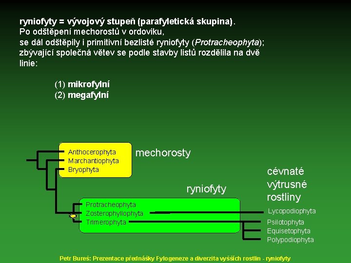 ryniofyty = vývojový stupeň (parafyletická skupina). Po odštěpení mechorostů v ordoviku, se dál odštěpily