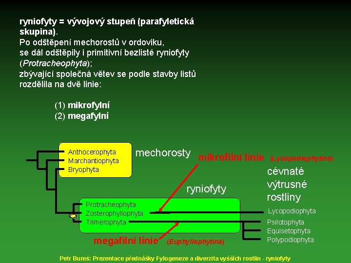 ryniofyty = vývojový stupeň (parafyletická skupina). Po odštěpení mechorostů v ordoviku, se dál odštěpily