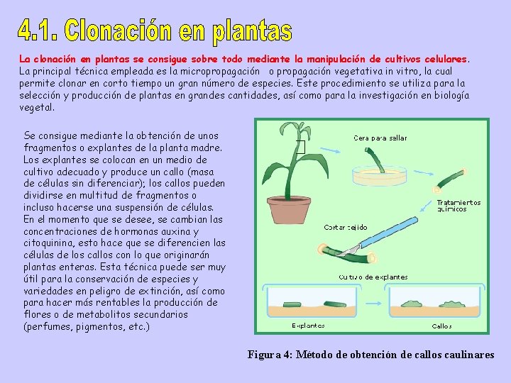 La clonación en plantas se consigue sobre todo mediante la manipulación de cultivos celulares.