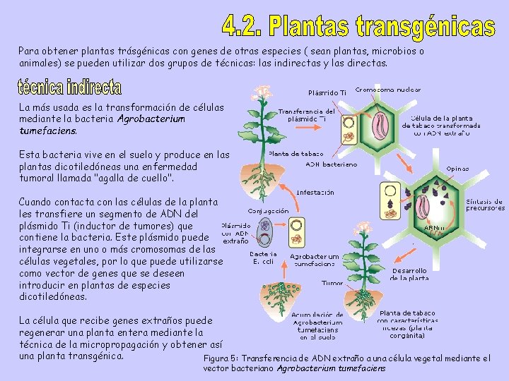 Para obtener plantas trásgénicas con genes de otras especies ( sean plantas, microbios o