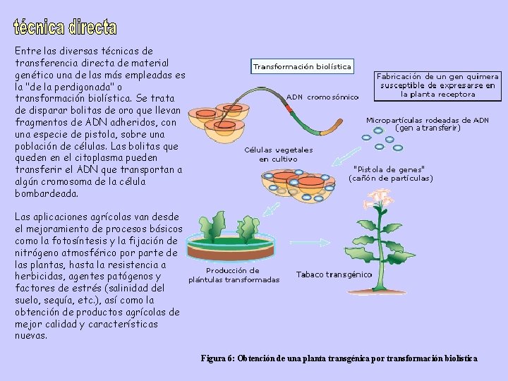 Entre las diversas técnicas de transferencia directa de material genético una de las más