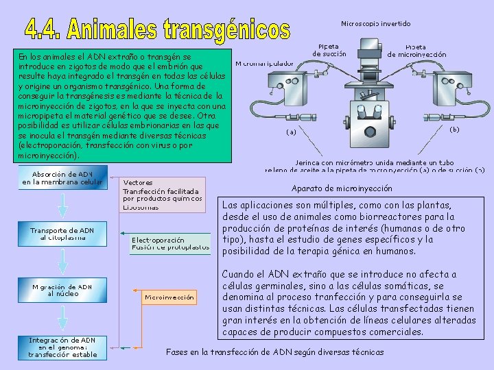 En los animales el ADN extraño o transgén se introduce en zigotos de modo