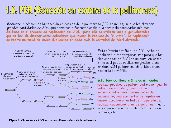 Mediante la técnica de la reacción en cadena de la polimerasa (PCR en inglés)