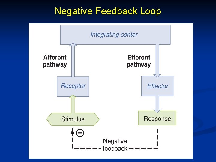 Negative Feedback Loop Negative Feedback Loop