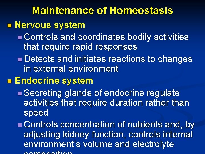 Maintenance of Homeostasis Nervous system n Controls and coordinates bodily activities that require rapid
