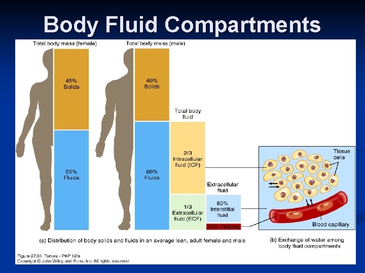 Body Fluid Compartments Body Fluid Compartments