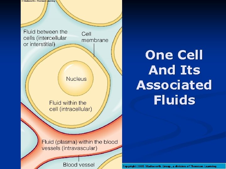 One Cell And Its Associated Fluids Copyright 2005 Wadsworth Group, a division of Thomson