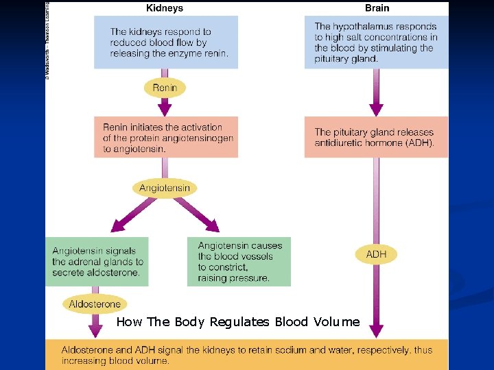 How The Body Regulates Blood Volume 