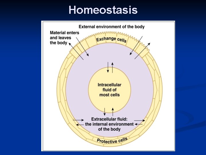 Homeostasis Homeostasis