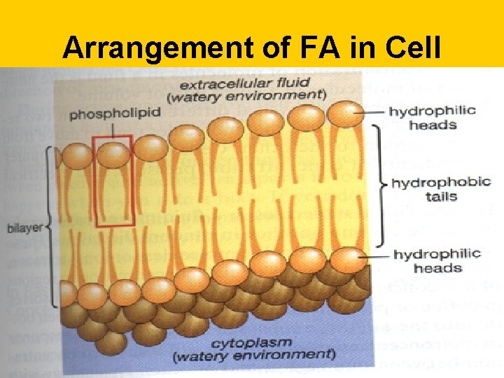 Arrangement of FA in Cell 