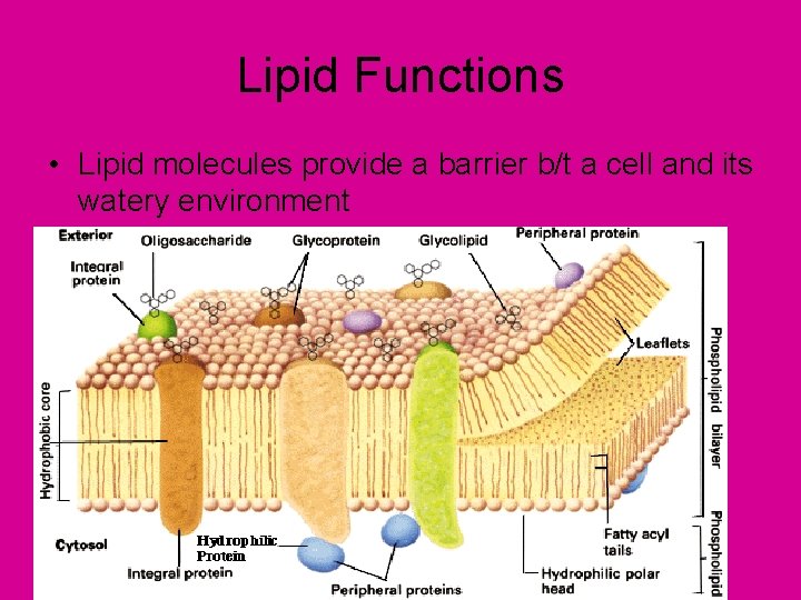 Lipid Functions • Lipid molecules provide a barrier b/t a cell and its watery