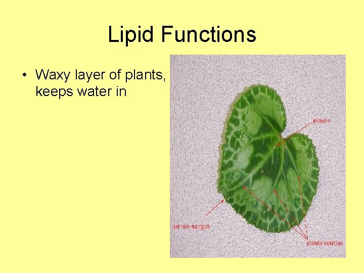 Lipid Functions • Waxy layer of plants, keeps water in 