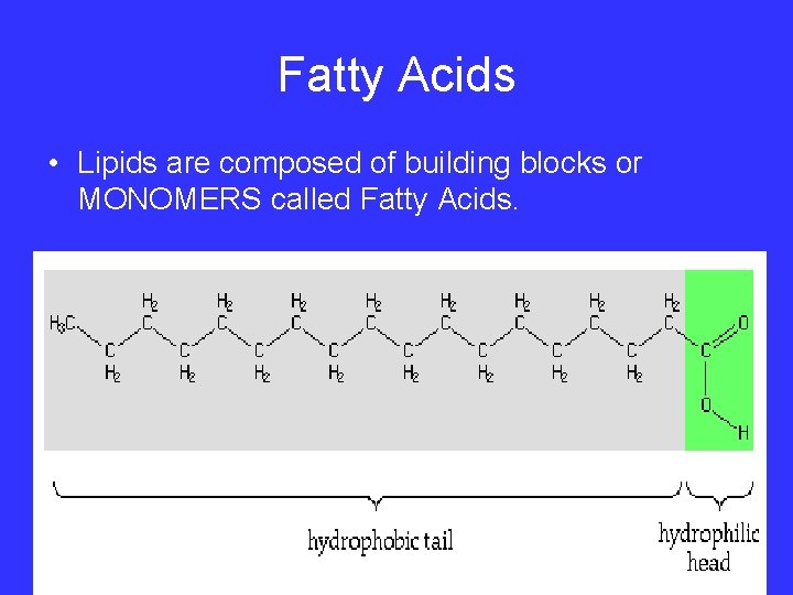 Fatty Acids • Lipids are composed of building blocks or MONOMERS called Fatty Acids.