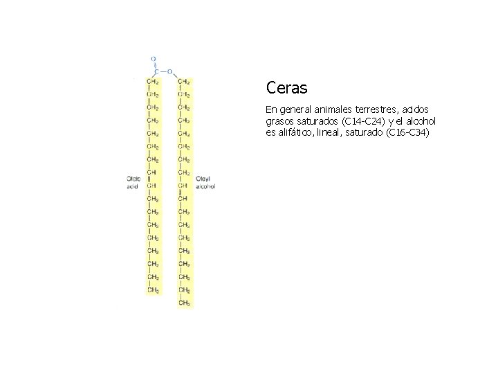 Ceras En general animales terrestres, acidos grasos saturados (C 14 -C 24) y el