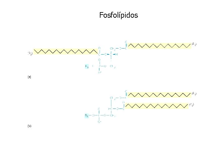 Fosfolípidos 