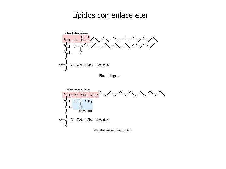 Lípidos con enlace eter 