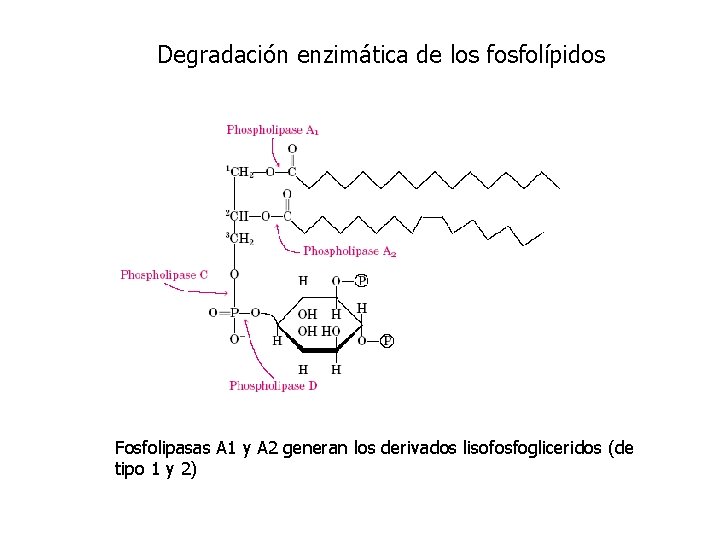 Degradación enzimática de los fosfolípidos Fosfolipasas A 1 y A 2 generan los derivados