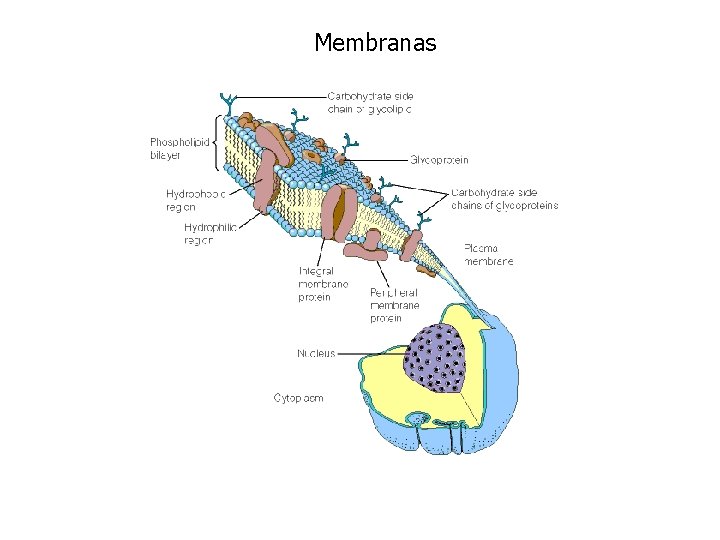 Membranas 