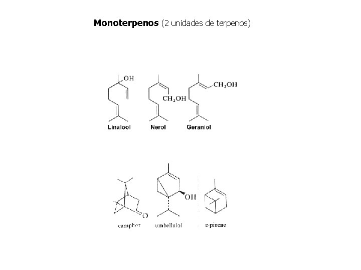 Monoterpenos (2 unidades de terpenos) 