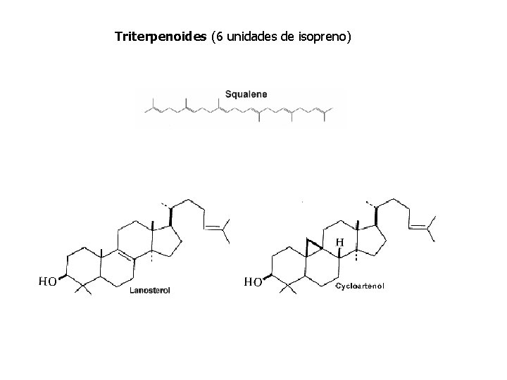 Triterpenoides (6 unidades de isopreno) 