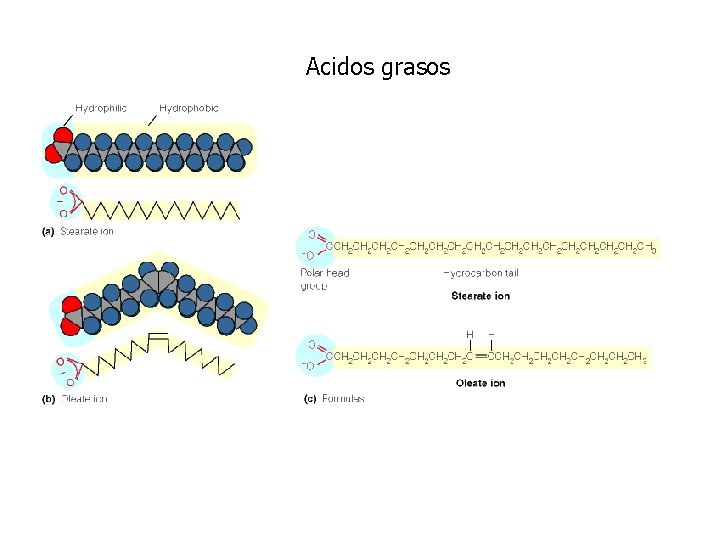 Acidos grasos 