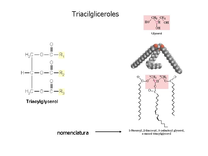 Triacilgliceroles nomenclatura 