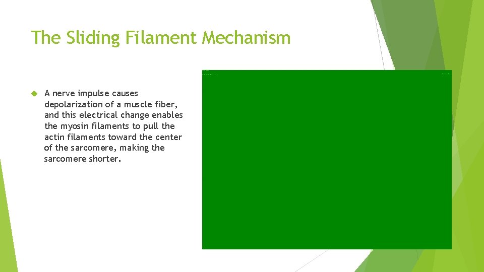 The Sliding Filament Mechanism A nerve impulse causes depolarization of a muscle fiber, and