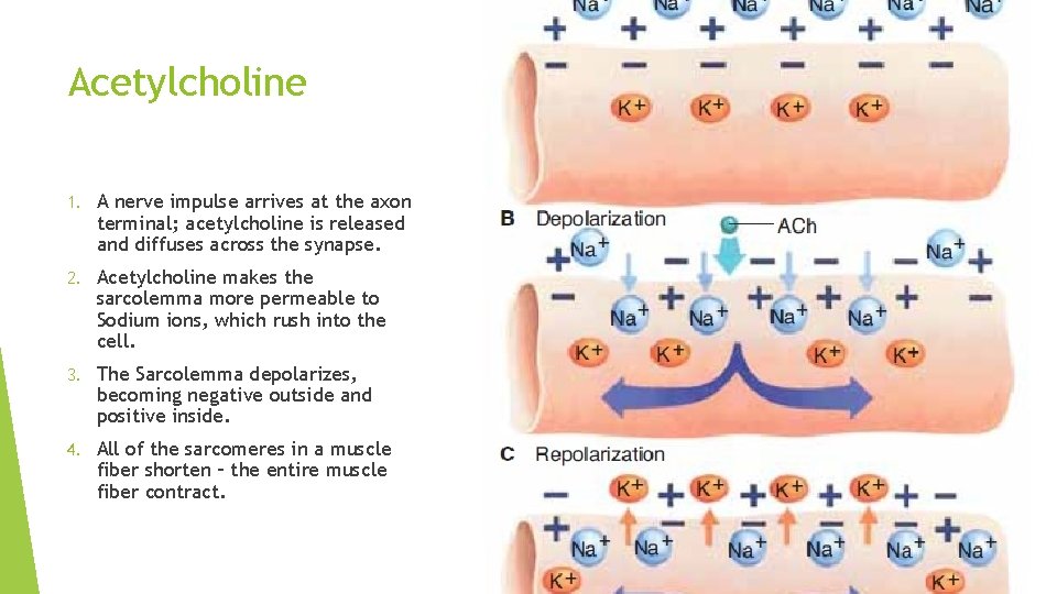 Acetylcholine 1. A nerve impulse arrives at the axon terminal; acetylcholine is released and