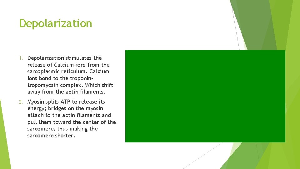 Depolarization 1. Depolarization stimulates the release of Calcium ions from the sarcoplasmic reticulum. Calcium