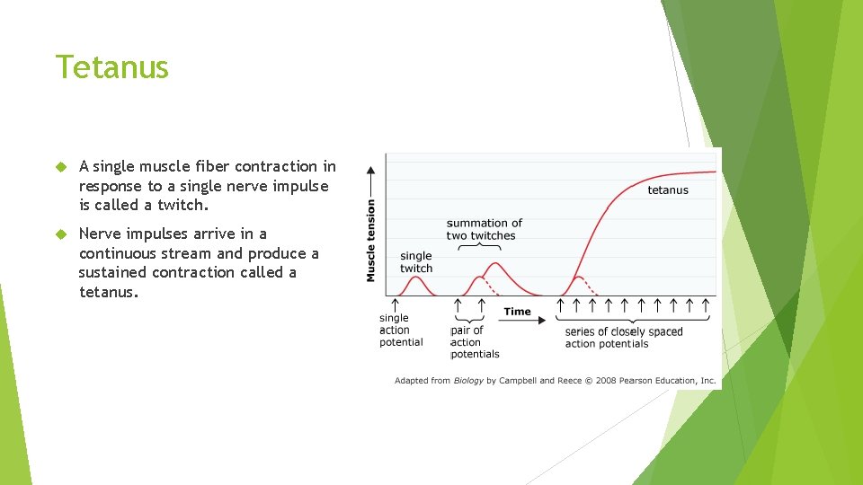 Tetanus A single muscle fiber contraction in response to a single nerve impulse is
