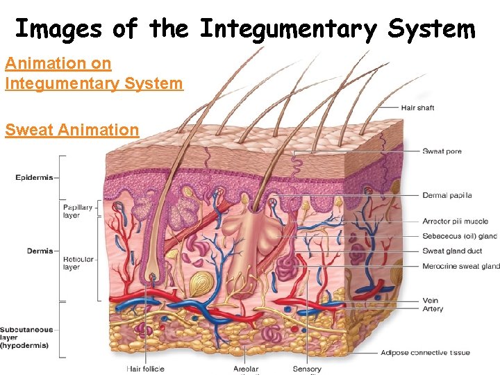 Images of the Integumentary System Animation on Integumentary System Sweat Animation 
