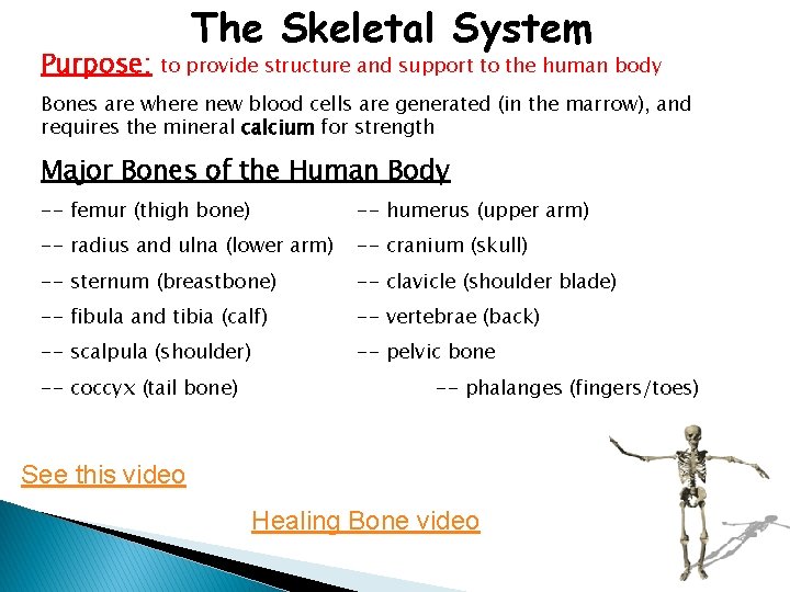 Purpose: The Skeletal System to provide structure and support to the human body Bones