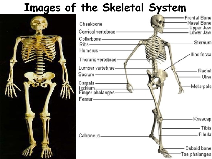 Images of the Skeletal System 