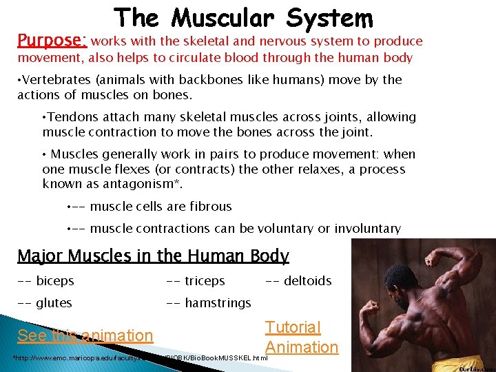 The Muscular System Purpose: works with the skeletal and nervous system to produce movement,
