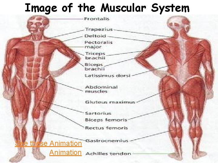 Image of the Muscular System See these Animation 