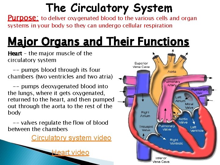 Purpose: The Circulatory System to deliver oxygenated blood to the various cells and organ