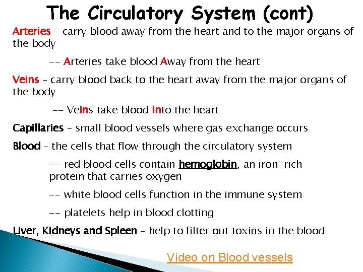 The Circulatory System (cont) Arteries – carry blood away from the heart and to