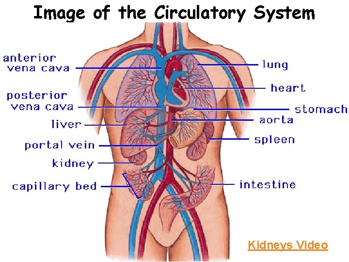 Image of the Circulatory System Kidneys Video 