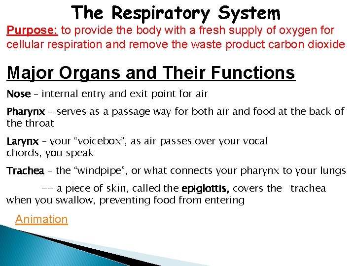 The Respiratory System Purpose: to provide the body with a fresh supply of oxygen