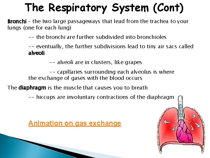 The Respiratory System (Cont) Bronchi – the two large passageways that lead from the