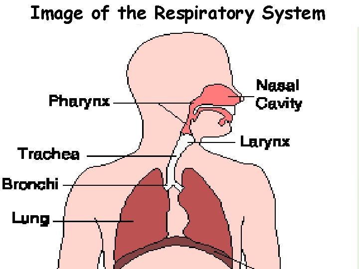 Image of the Respiratory System 