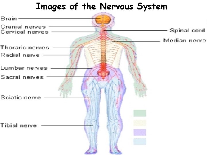 Images of the Nervous System 