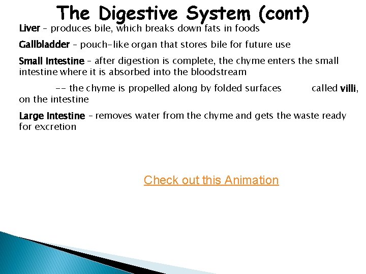 The Digestive System (cont) Liver – produces bile, which breaks down fats in foods